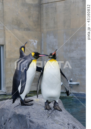 キングペンギン 43160832
