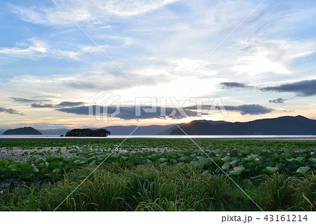 琵琶湖・湖北水鳥公園の絶景 琵琶湖・湖北水鳥公園の絶景 43161214