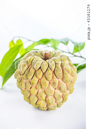 フルーツ 果物 果実 43161274