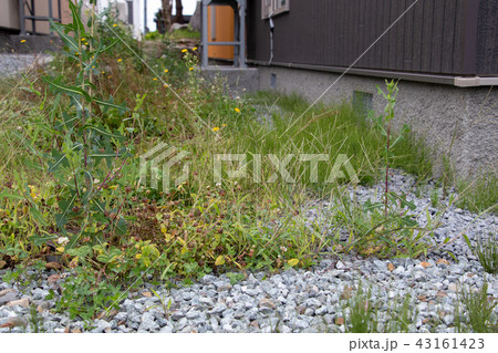 荒れた庭 荒れた庭 43161423