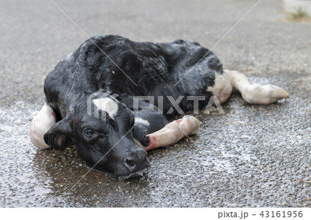 Newborn calf. Newborn calf. 43161956