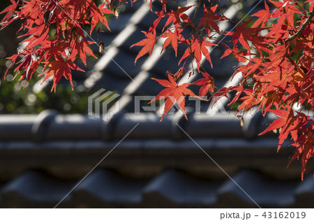 鹿 シカ しか 43162019