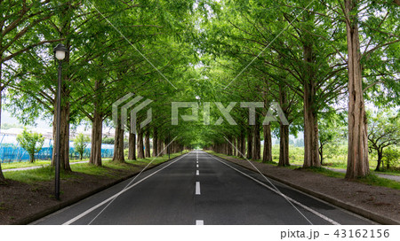 メタセコイヤの並木路 メタセコイヤの並木路 43162156