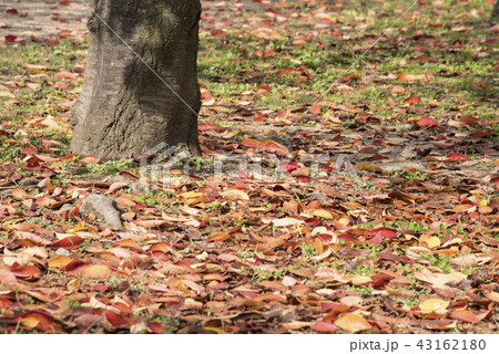 公園 パーク 園 43162180