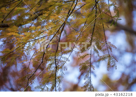 公園 パーク 園 43162218