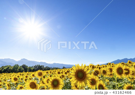 山梨県　明野　ひまわり 43162466