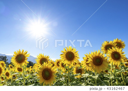 山梨県　明野　ひまわり 43162467