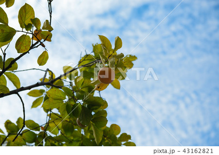 感 柿の木 フルーツ 43162821