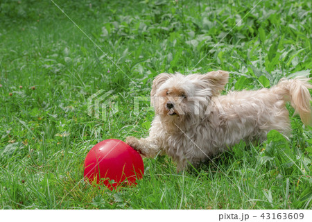 Cute dog playing with a red balloon outdoor 43163609