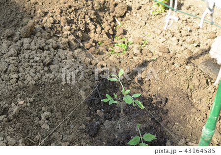 Homegrown tomato seedlings Homegrown tomato seedlings 43164585