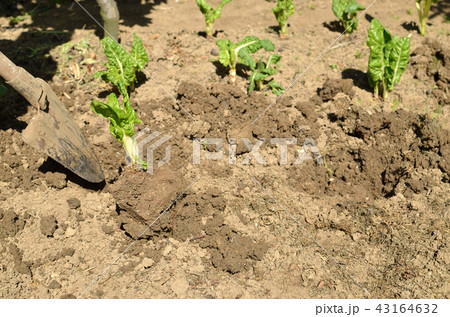 Planting Swiss chard seedlings Planting Swiss chard seedlings 43164632