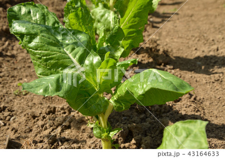 Row of planted Swiss chard Row of planted Swiss chard 43164633