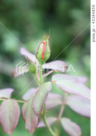 バラのつぼみ　 43164850