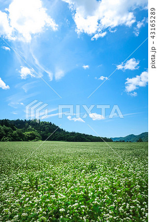 富芦道路 蕎麦畑 43165289