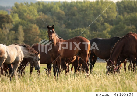 Horses in the pasture, Poland  43165304