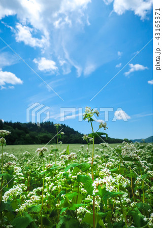 富芦道路 蕎麦畑 43165371