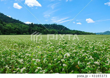 富芦道路 蕎麦畑 43165373
