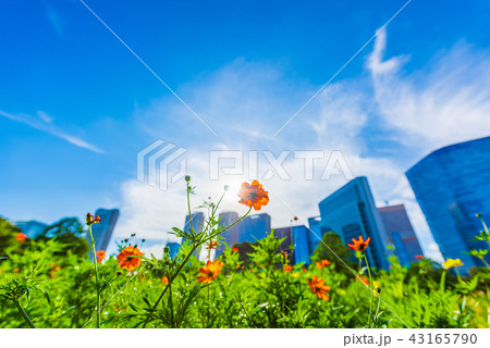 夏のコスモス 43165790