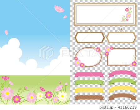 コスモス　セット 43166219