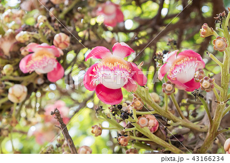 Cannonball Tree, (Couroupita guianensis Aubl.) Cannonball Tree, (Couroupita guianensis Aubl.) 43166234