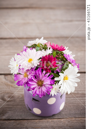 Pink purple garden flowers 43166571