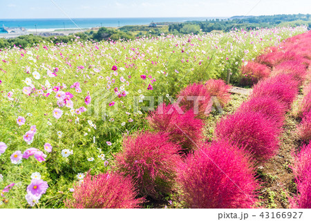 Kochia and cosmos filed Hitachi Ibaraki Japan Kochia and cosmos filed Hitachi Ibaraki Japan 43166927