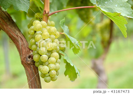 白ワインの葡萄 シャルドネ 白ワインの葡萄 シャルドネ 43167473