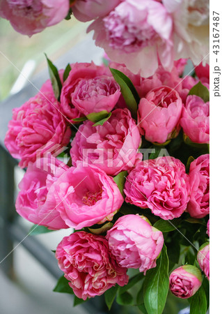 Lovely flowers in glass vase. Beautiful bouquet of pink peonies . Floral composition, scene 43167487