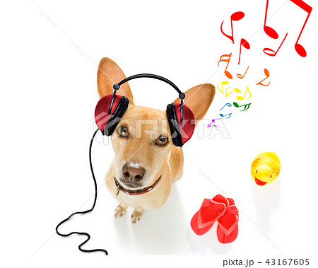 dog listening to music dog listening to music 43167605