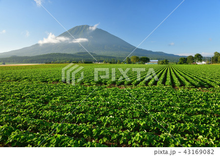 快晴の青空をバックに青々と葉が茂った大豆畑と羊蹄山（蝦夷富士）の夏の風景を撮影 43169082