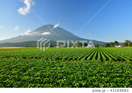 快晴の青空をバックに青々と葉が茂った大豆畑と羊蹄山(蝦夷富士)の夏の風景を撮影 快晴の青空をバックに青々と葉が茂った大豆畑と羊蹄山(蝦夷富士)の夏の風景を撮影 43169083