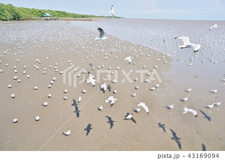 Birds seen in Bangpu Resort, Samut Prakan, Thailan 43169094