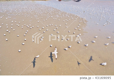 Birds seen in Bangpu Resort, Samut Prakan, Thailan 43169095