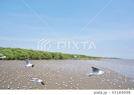 Birds seen in Bangpu Resort, Samut Prakan, Thailan Birds seen in Bangpu Resort, Samut Prakan, Thailan 43169096