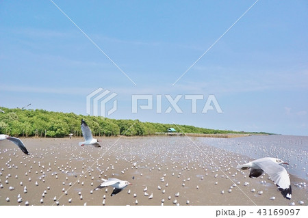 Birds seen in Bangpu Resort, Samut Prakan, Thailan 43169097