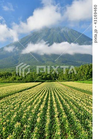 雲が立ち上る羊蹄山 蝦夷富士 と収穫期を迎えたトウモロコシ畑の盛夏の風景を撮影の写真素材 43169460 Pixta