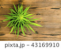 Small medical cannabis plant on the pot. Close up. 43169910