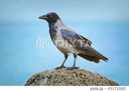 Crow on the Stone 43171092