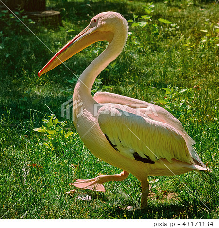 Pelican on the Grass Pelican on the Grass 43171134