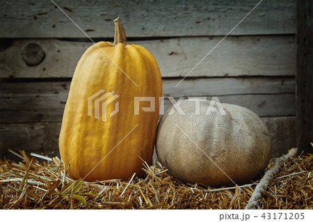 Pumpkins against Wooden Background 43171205