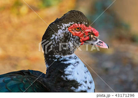 Portrait of Muscovy Duck Portrait of Muscovy Duck 43171296