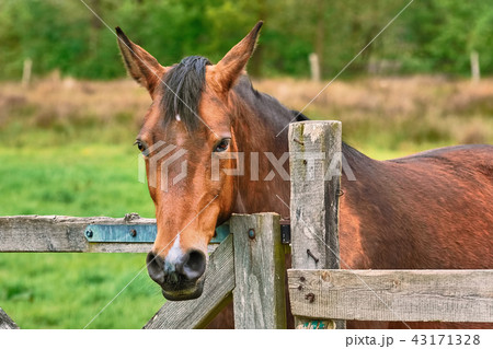 Portrait of the Horse 43171328