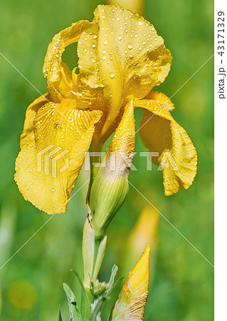 Flower of Yellow Iris Flower of Yellow Iris 43171329