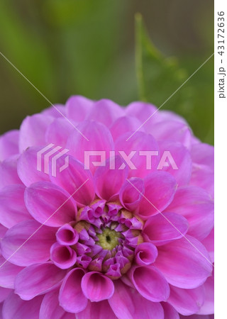 ダリア ダリア 43172636
