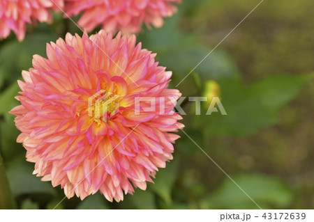ダリア ダリア 43172639