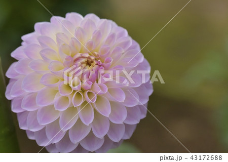 ダリア ダリア 43172688
