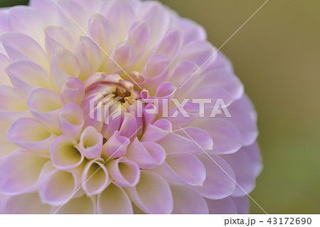 ダリア ダリア 43172690