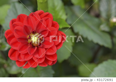 ダリア ダリア 43172691
