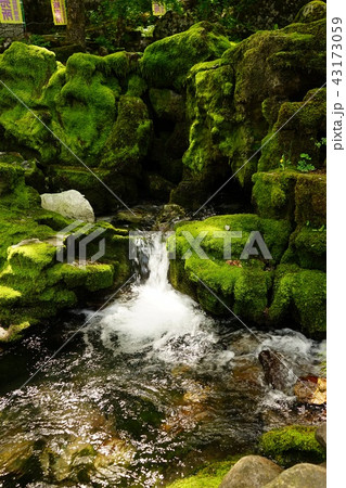 岩泉龍泉洞は苔も綺麗 岩泉龍泉洞は苔も綺麗 43173059