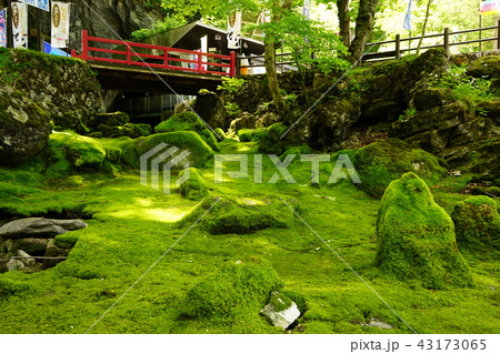 岩泉龍泉洞は苔も綺麗 岩泉龍泉洞は苔も綺麗 43173065